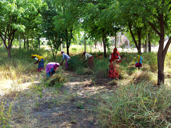 village ladies gathering monsoon grasses 600